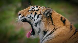 Roaring Tiger Video with Realistic Tiger Sound [upl. by Manvil]