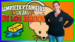 ❓Cómo limpiar la jaula de los JERBOS 🐀 Y más CAMBIOS 2018 [upl. by Kaye111]