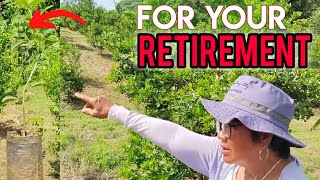 BAKIT MAS MAGANDANG ITANIM ANG GRAFTED NA CALAMANSI Bakit maganda ito para sa itong retirement plan [upl. by Airam]