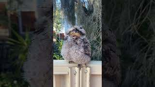 Australian Baby tawny frogmouth owl 🦉 [upl. by Illona859]