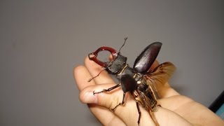 FLYING Stag Beetle  Fliegender Hirschkäfer  Lucanus cervus cervus [upl. by Armyn]