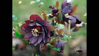 Морозник1 Helleborus1 Garden flowers154 Декоративные растения [upl. by Ecirtaeb]