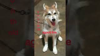 agouti line husky puppy [upl. by Carce]