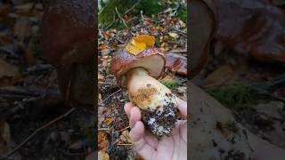 🍄‍🟫 Boletus pinícola octubre 2024 shorts fungi boletus mushroom micologia micelio [upl. by Noli412]