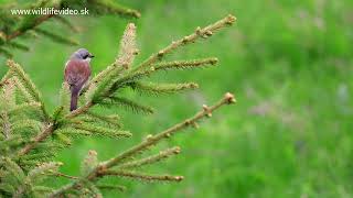 Strakoš obyčajný lat Lanius collurio Redbacked Shrike divokapolana birds karpaty [upl. by Enajyram644]