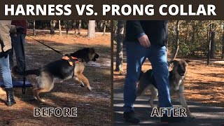 Harness vs Prong Collar  Dog Training [upl. by Akitnahs895]