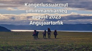 Kangerlussuarmut umimmanniarneq august 2023 Angujaartorfik [upl. by Ssecnirp]