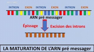 La transcription de lADN en ARN messager [upl. by Torrance]