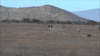 cacerias de liebres tierras blancas coquimbo 1ra parte [upl. by Ellekim]