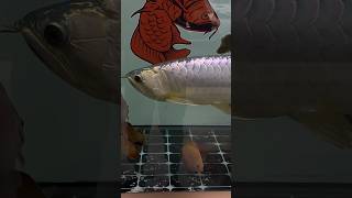 Amizing arowana power blue and DISCUS Dlm satu tank [upl. by Eendyc]