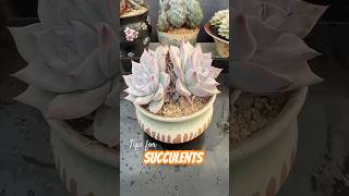 Remove old leaves for succulents help your plants healthier [upl. by Aicemak259]