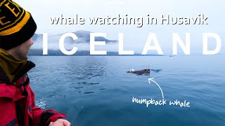 What to Expect from Whale Watching In Iceland 🐳 [upl. by Abelard369]