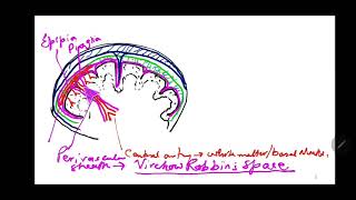 Intraneural blood vessels Intracranial nerves Termination of meninges at foramen by Dr Azmi Mohsin [upl. by Pool]