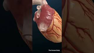 Heart rhythm ⚡anatomy trending shortvideo [upl. by Reel]