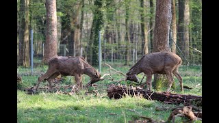 Hirsche im Wildgehege im Karlsruher Oberwald [upl. by Solange]