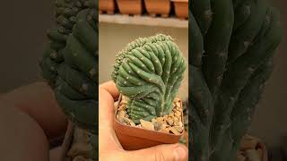 trichocereus pachanoi cristata suculentas plantassuculentas [upl. by Debo]