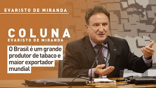 O Brasil é um grande produtor de tabaco e maior exportador mundial [upl. by Dustie649]