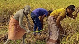 ধান কাটতে গিয়ে এটা কি ঘটে গেল ভিডিওটা না দেখলে মিস করবেন 🤣comedy funny video videoviralシ reels [upl. by Amoihc]