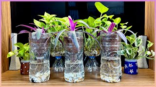 Simple and economical way to have beautiful potted plants in the house [upl. by Rachael874]