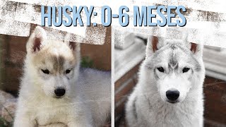 Crecimiento HUSKY SIBERIANO de 0 a 6 meses 📆🐺 [upl. by Jerad493]