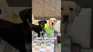 My Dogs Playing HideampSeek ❤️🐾 doglover ytshorts dogshorts minivlog pets [upl. by Eilujna]