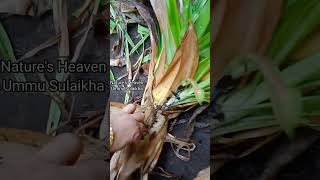 Pandanus dubius spreng plant pleasesubscribemychannel plants garden gardening new nature [upl. by Hiltner915]