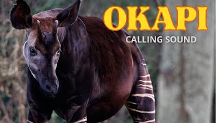 Okapi Calling Sound [upl. by Loesceke]