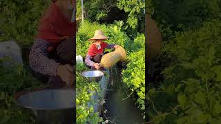 农村用竹制的笼子捕捉了很多泥鳅Many loaches are caught in bamboo cages in the countryside fishing 農村生活 fishtrip [upl. by Ahc]