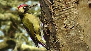 Green Woodpecker and Great Spotted Woodpecker  Birds Nest Building [upl. by Rudich]