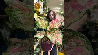 Neue Zimmerpflanzen amp nachhaltige Töpfe 🌿✨ aglaonema plantlover zimmerpflanzen pflanzenliebe [upl. by Fink606]