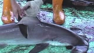 Over 73 Million Sharks Killed Every Year for Fins [upl. by Roose]