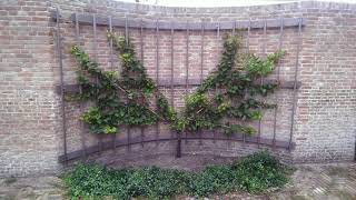 Time lapse Apricot espalier in a classical fan shape [upl. by Levram]