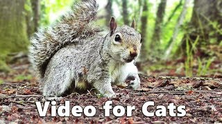 Cat TV  Squirrels and Woodland Birds Spectacular [upl. by Lydie889]