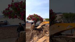 This man called JCB and uprooted this flower tree from its roots [upl. by Lay]