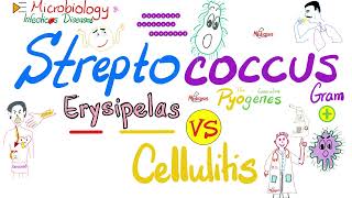 Erysipelas vs Cellulitis  Group A ßhemolytic Streptococcus  Microbiology 🧫 amp Infectious Diseases🦠 [upl. by Ilanos381]