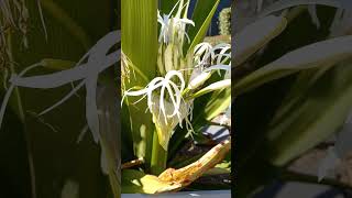 Crinum asiaticum Giant Spider Lilly 🌾 nature flowers vlog [upl. by Benetta]