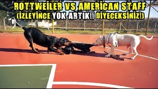 ROTTWEİLER VS AMSTAFF  KÖPEK EĞİTİMİNDE SON NOKTA [upl. by Leumhs]