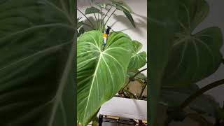 Crawling philodendrons philodendron plants [upl. by Frazer]