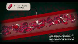 Erythrocytes red blood cells or RBCs in Adobe After Effects Plugin Element  Mir3 science 3d [upl. by Alexandre]