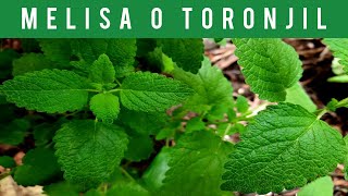 🟡MELISA o TORONJILPLANTAS MEDICINALES COMESTIBLES LEMON BALM MEDICINAL EDIBLE PLANTS🌿 2023 [upl. by Eelyek6]