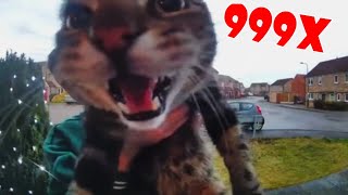 Cat Meows into door camera meme Speed 999x  Edit [upl. by Nyrad]