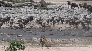 Lioness charges into a wildebeest herd at the waterhole [upl. by Nave]