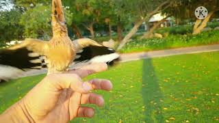 Hoopoes free flight [upl. by Rustie634]