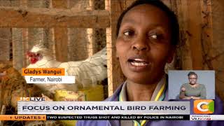 SMART FARM  Focus on ornamental bird farming [upl. by Lallage293]