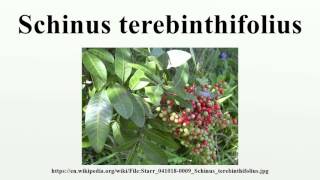 Schinus terebinthifolius [upl. by Stucker]