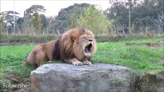 Impressive footages of Barbary Lions   The King of Beast [upl. by Tome]