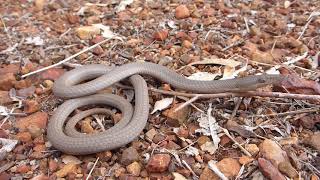 Natural Curiosity  Burtons Legless Lizard [upl. by Yonit]