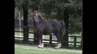 Cavalo Bretão  1 tonelada de pura leveza Garanhão MAX DU CHAPEL  Haras Nationaux  França [upl. by Ransell199]