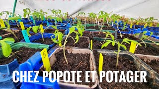 COMMENT REPIQUER LES SEMIS DE TOMATES QUI ONT FILES [upl. by Ecnahs]