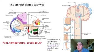 The somatosensory system slide presentation [upl. by Allistir954]